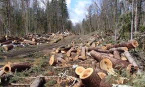 Tim KLHK Amankan Pelaku Pembalakan Liar di Rokan Hilir